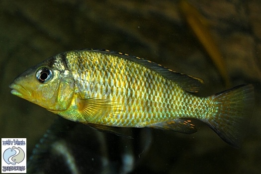 Jabarichromis pfefferi 'Cape Kachese'